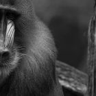 Mandrill