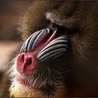 Mandrill