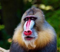 Mandrill