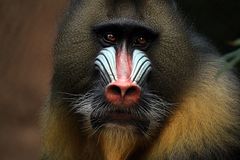 Mandrill