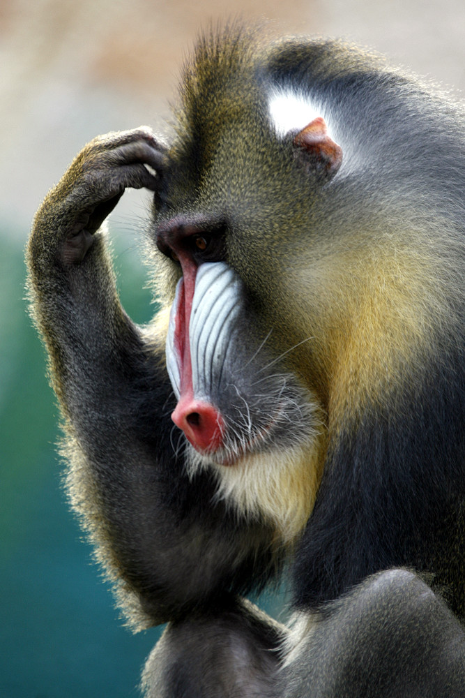 Mandrill