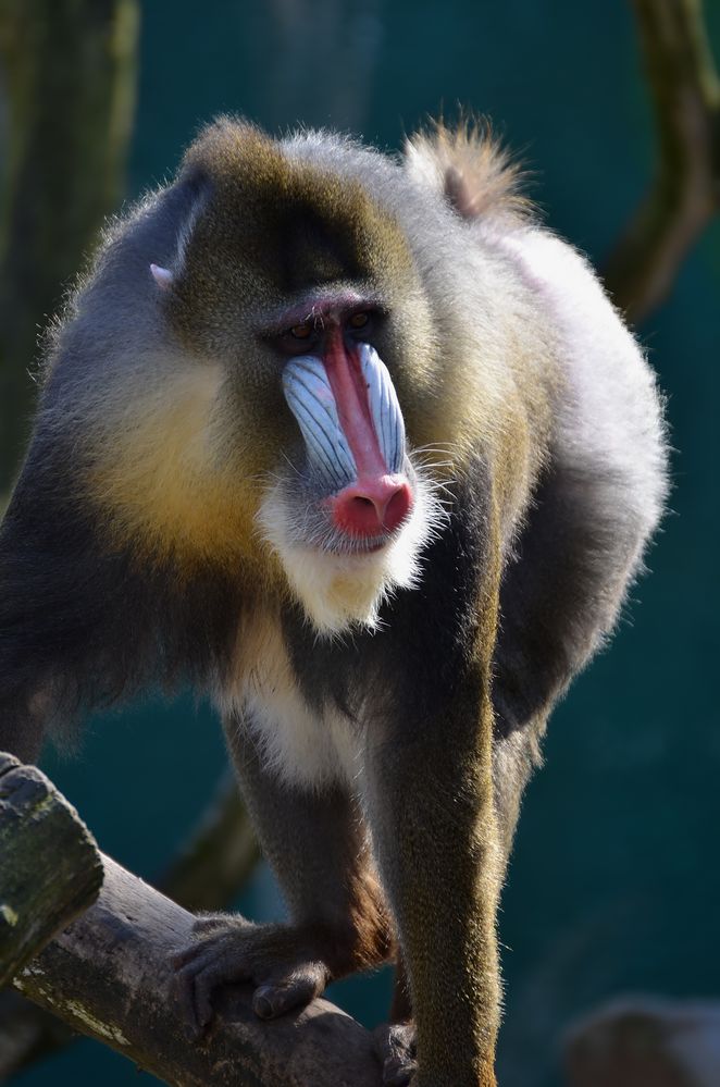 Mandrill