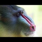 Mandrill