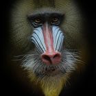 Mandrill