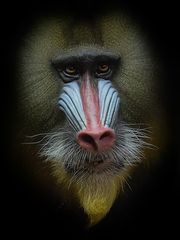 Mandrill