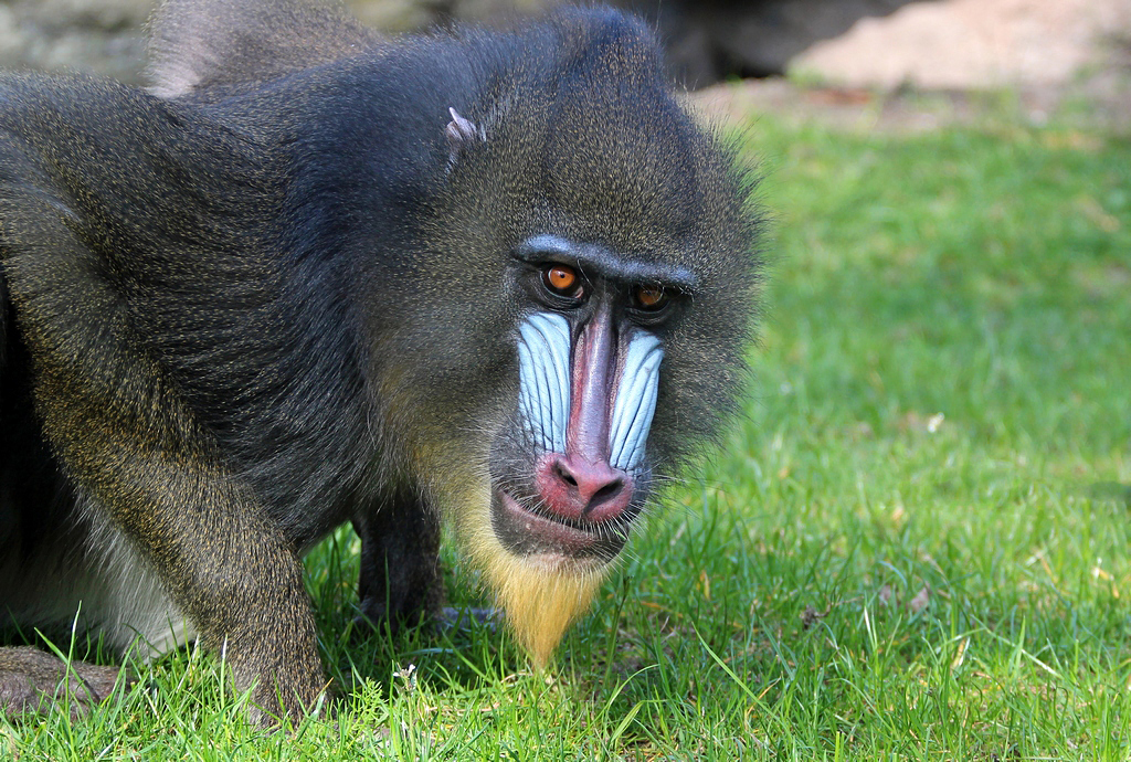 Mandrill