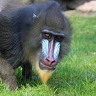 Mandrill