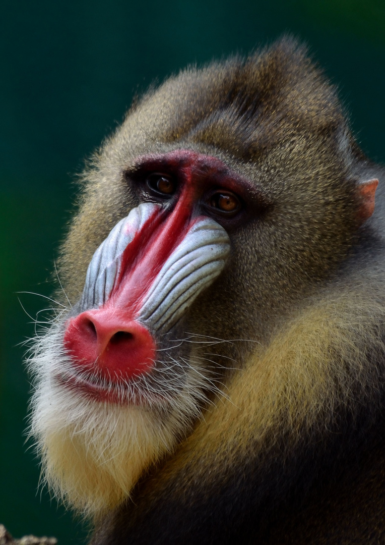 Mandrill