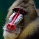 Mandrill