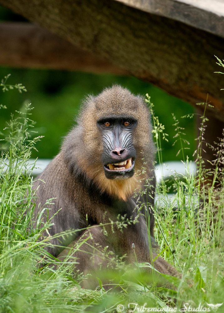 Mandrill