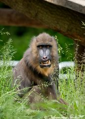 Mandrill