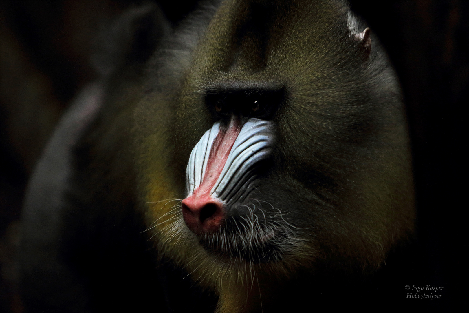 Mandrill