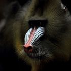 Mandrill