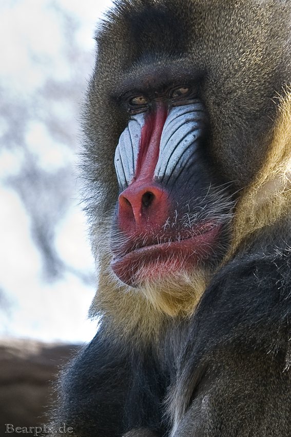 Mandrill...