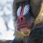 Mandrill...