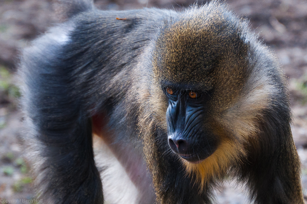 Mandrill