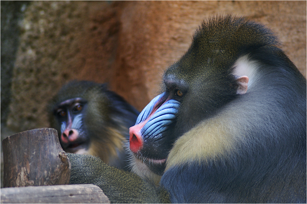 Mandrill - er und sie