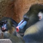 Mandrill - er und sie