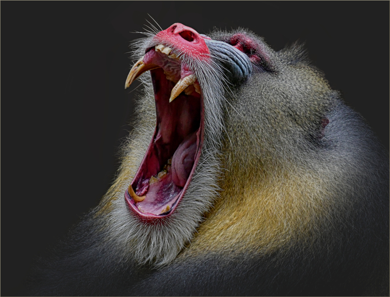 Mandrill "Ernst"