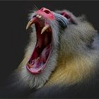 Mandrill "Ernst"