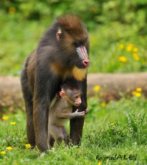 Mandrill et son petit