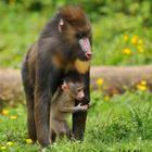 Mandrill et son petit