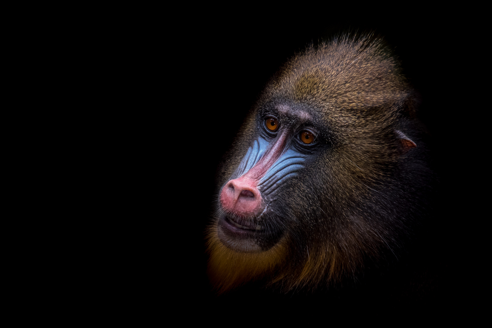 Mandrill