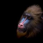 Mandrill