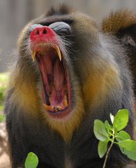 Mandrill