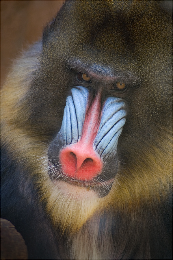 ~ Mandrill ~