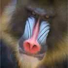 ~ Mandrill ~