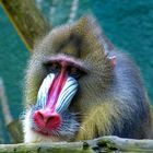 Mandrill