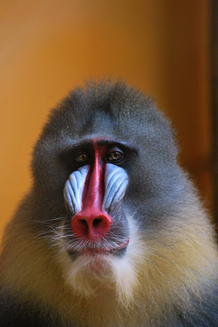 Mandrill