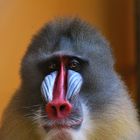 Mandrill