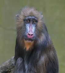 Mandrill