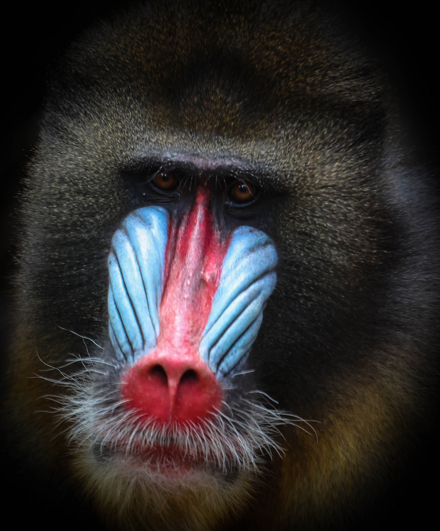 Mandrill