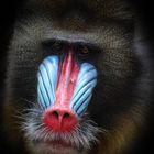 Mandrill