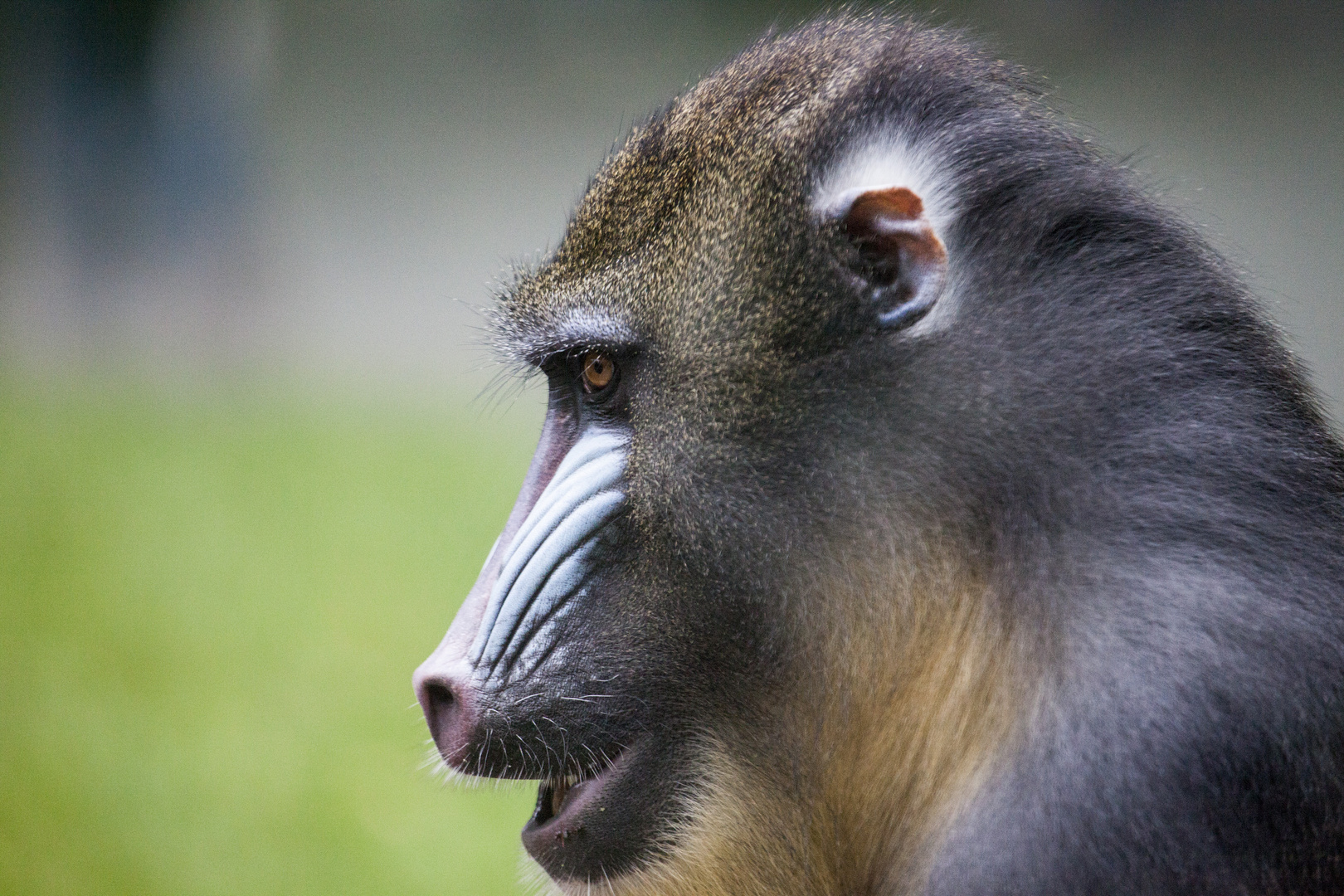 Mandrill