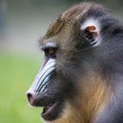 Mandrill