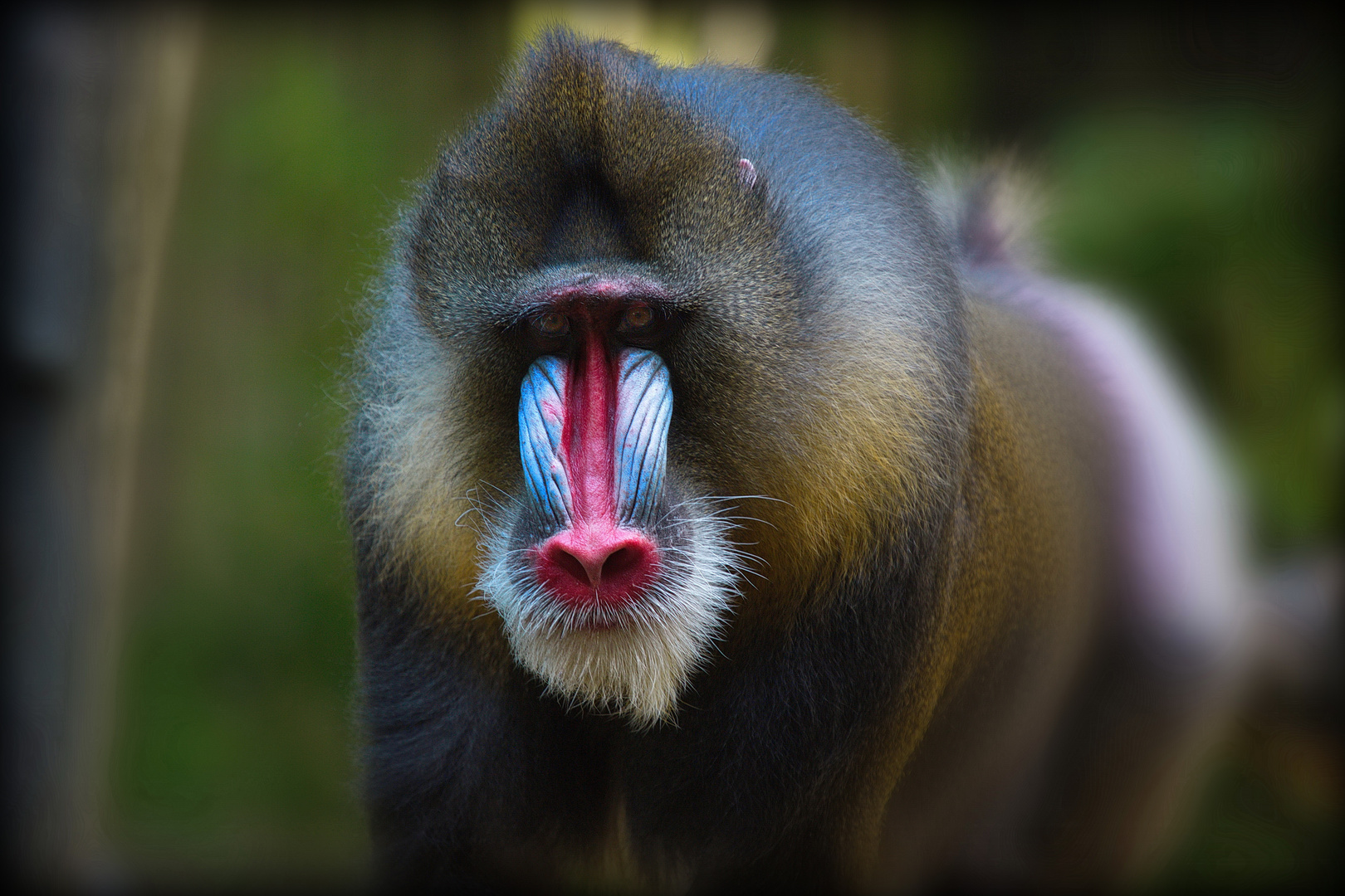 Mandrill