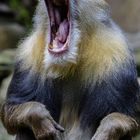 Mandrill gähnt