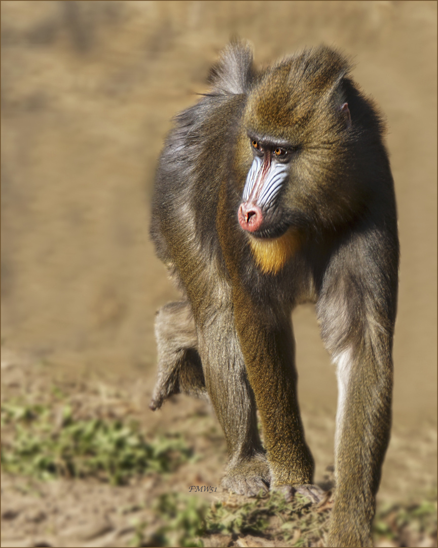 Mandrill Girl