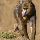 Mandrill Girl