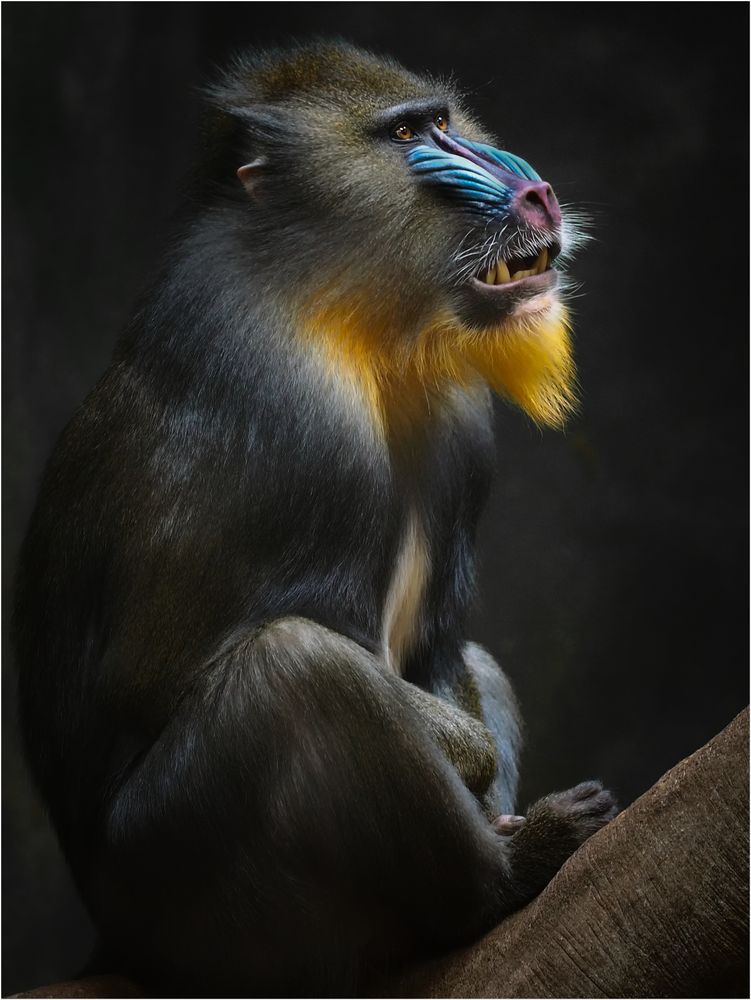 Mandrill      Hagenbeck 