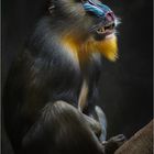 Mandrill      Hagenbeck 