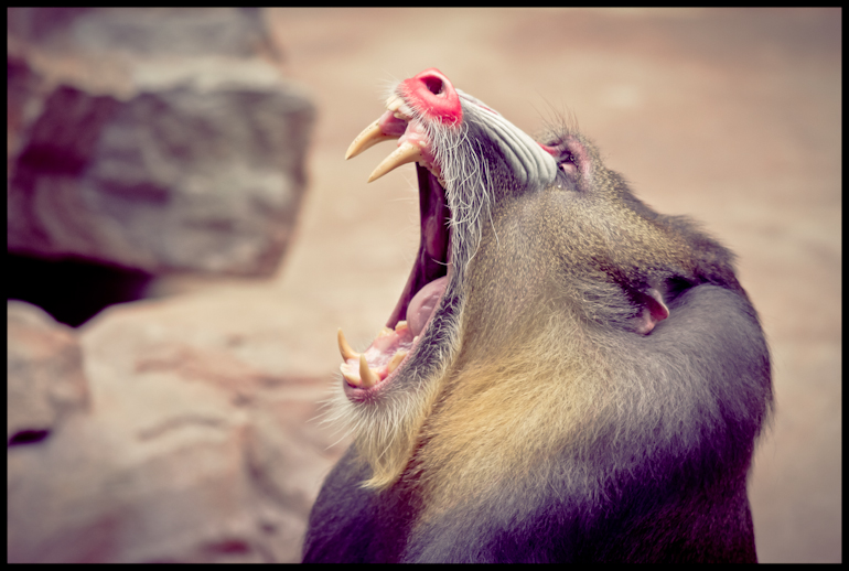 Mandrill II