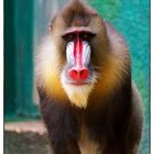 Mandrill im Duisburger Zoo