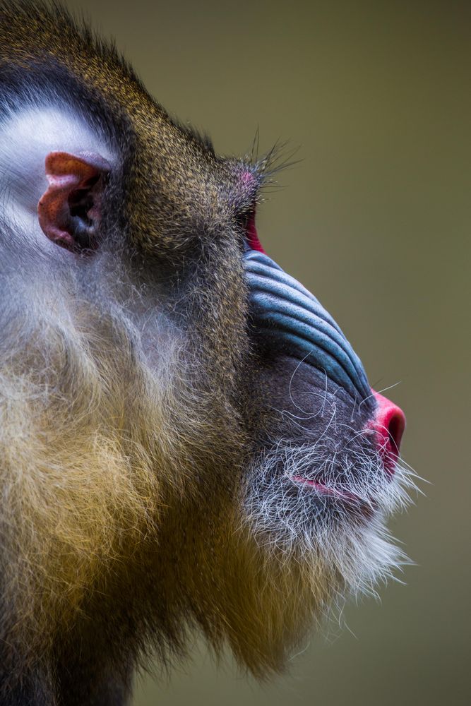 Mandrill im Profil