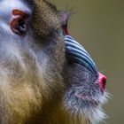 Mandrill im Profil