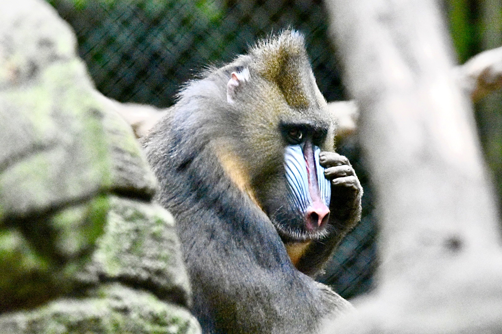 Mandrill im Zoo